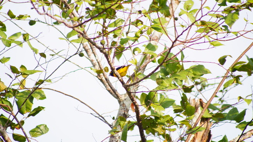 Euphonia affinis
