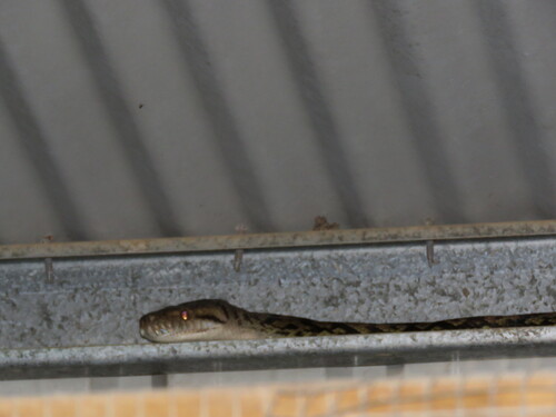 Australian Scrub Python sighting