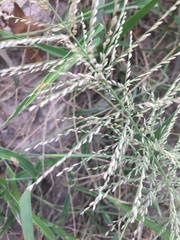 Leptochloa panicoides