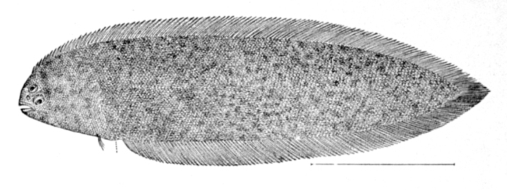 Freckled Tonguefish