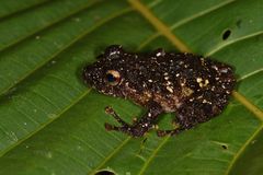 Pristimantis diadematus