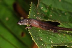 Loxopholis parietalis