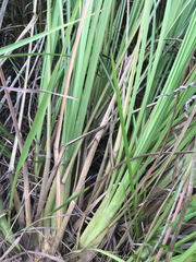 Tripsacum dactyloides