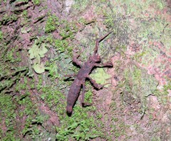 Creoxylus