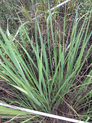 Tripsacum dactyloides