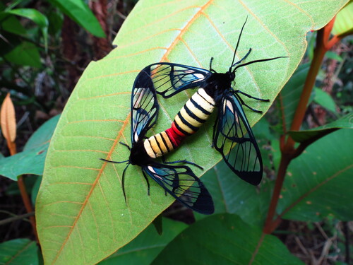 Tigridania