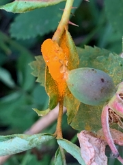 Phragmidium mucronatum