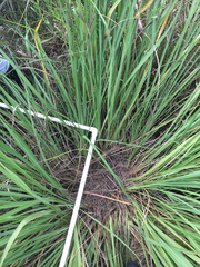 Tripsacum dactyloides