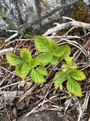 Rubus pubescens