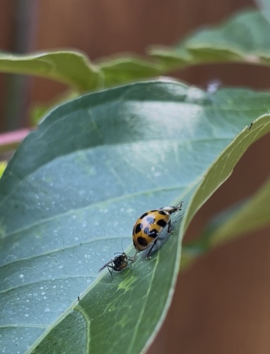Ladybird Parasitoid Wasp photo 4