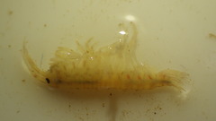Gammaridae