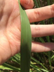 Tripsacum dactyloides