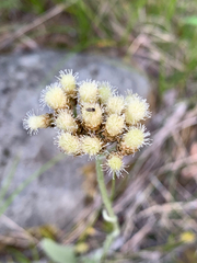 Antennaria pulcherrima
