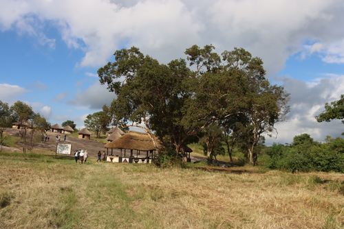 Lavendertree (Heteropyxis dehniae)