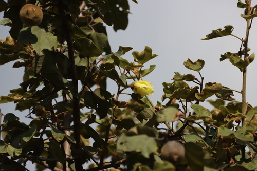 Thespesia garckeana, photograph 2