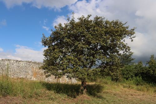Thespesia garckeana, photograph 1