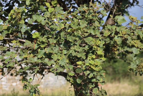 Azanza (Thespesia garckeana)
