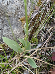 Antennaria pulcherrima
