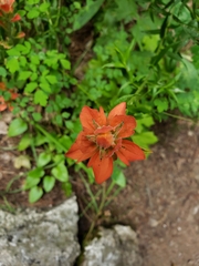 Castilleja nelsonii