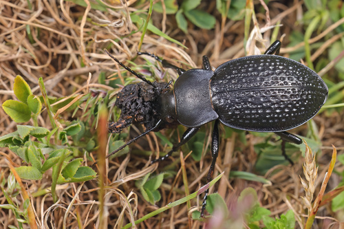 Carabus cavernosus
