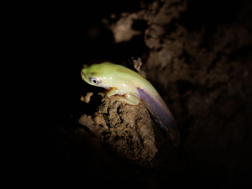 Pithecopus gonzagai
