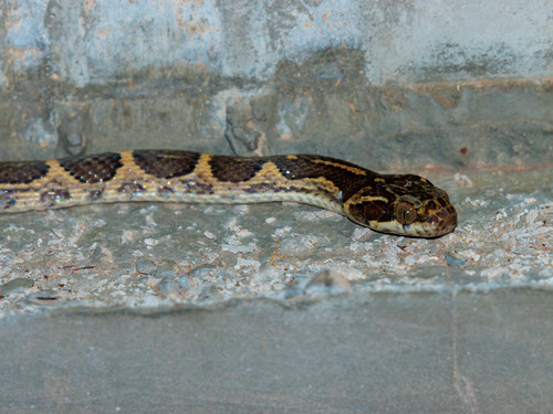 Paraiba Cat-eyed Snake