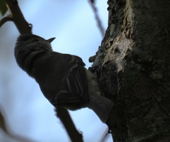 Camptostoma obsoletum