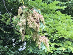 Ailanthus altissima