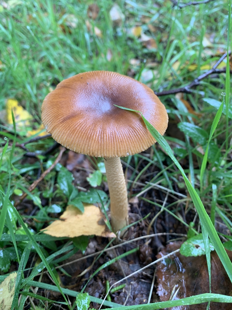 Amanita fulva · September 2019 · photo: © martin_masashi (iNaturalist, cc-by)