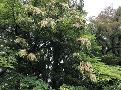 Ailanthus altissima