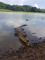 Caiman crocodilus