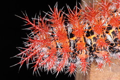 Ormiscodes cinnamomea