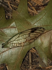 Neotibicen latifasciatus