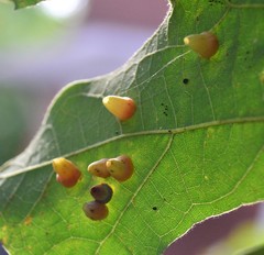 Phylloteras volutellae
