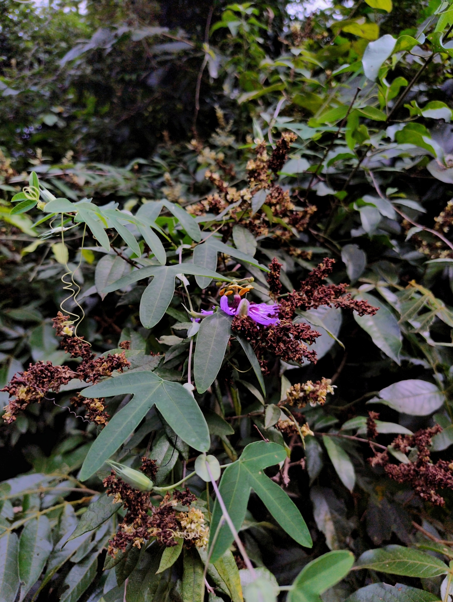 Passiflora amethystina