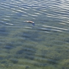 Cyprinus rubrofuscus