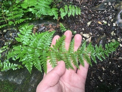 Dryopteris intermedia
