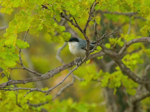 Tropical Gnatcatcher (Polioptila plumbea), photo 8