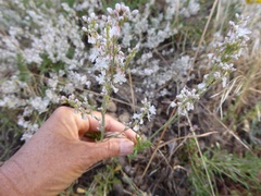 Eriogonum wrightii membranaceum