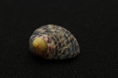 Nerita helicinoides, 2024-05-13