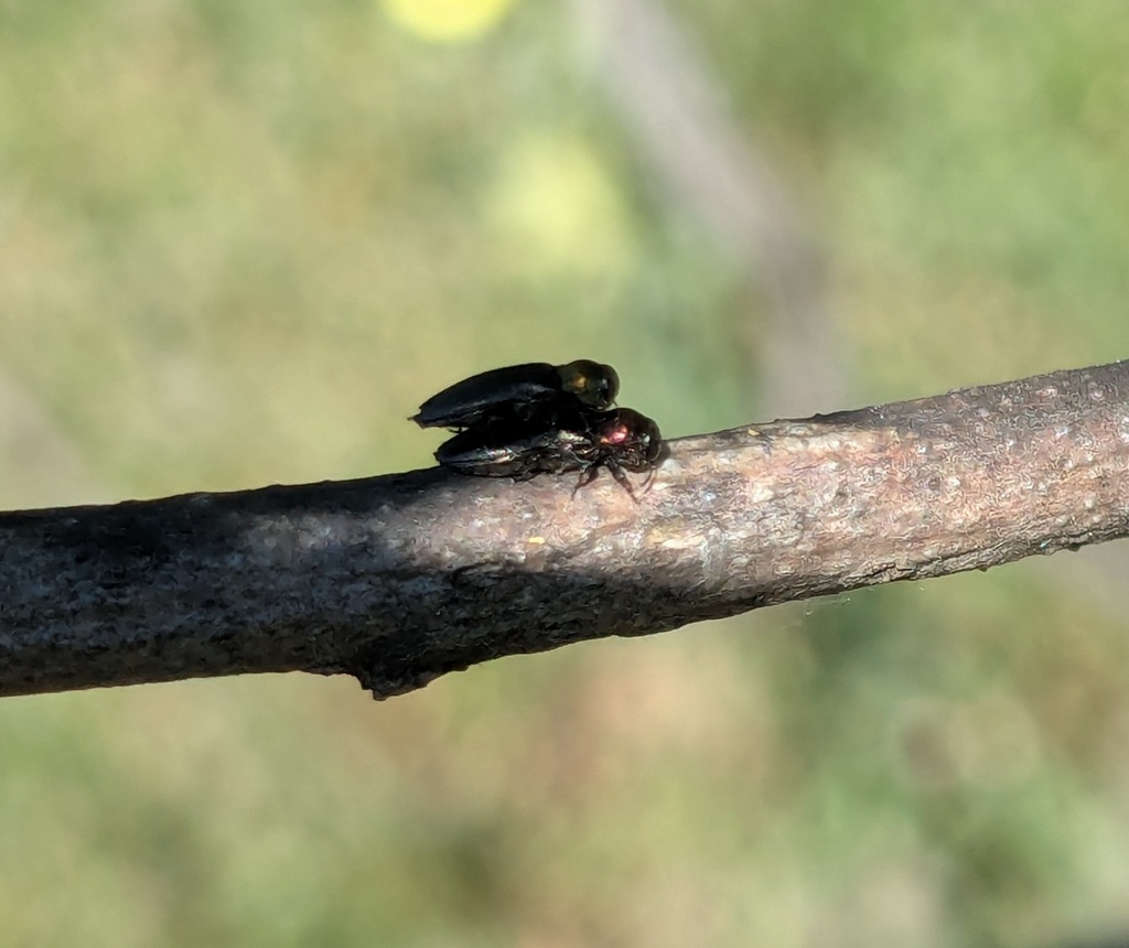 Meliboeus fulgidicollis