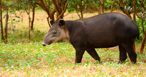 Baird's Tapir, Alajuela, CR, photo 7 of 10