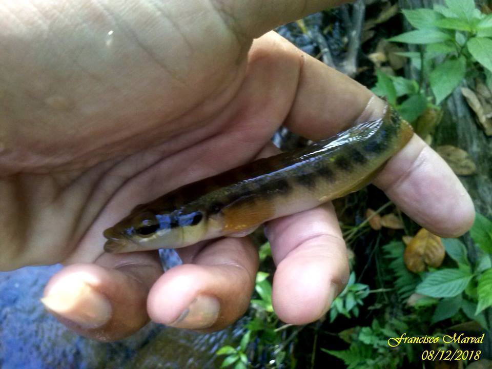 Halfbanded Pike Cichlid