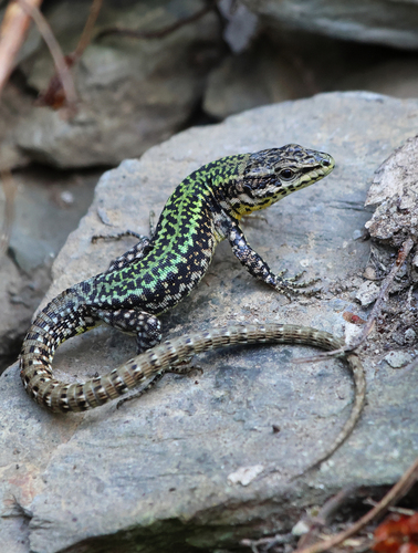 Podarcis bocagei (Lopez-Seoane, 1885)