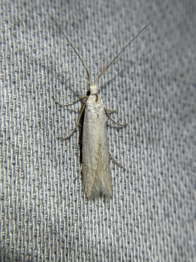 Russian Thistle Stem Miner Moth