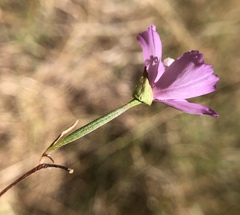 Clarkia rubicunda