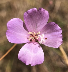 Clarkia rubicunda