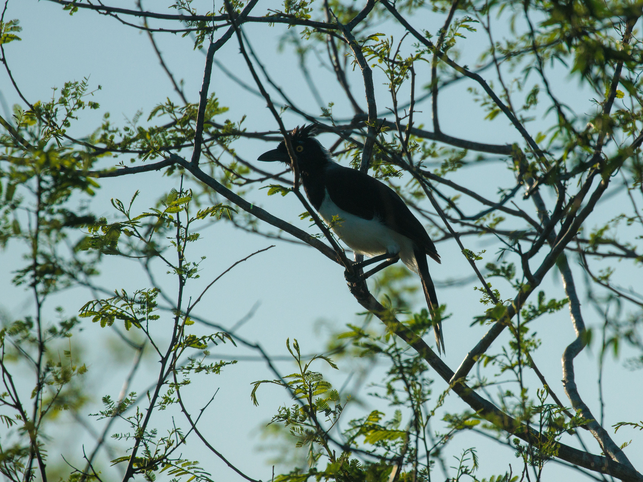 White-naped Jay (Cyanocorax cyanopogon), photo 10
