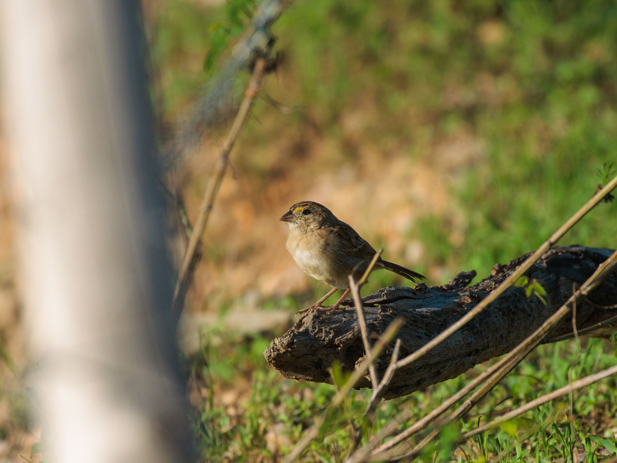 Grassland Sparrow (Ammodramus humeralis)
