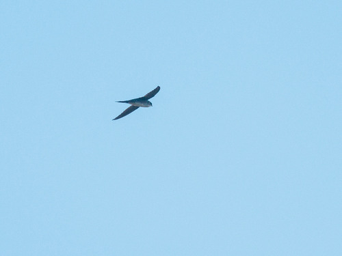 Fork-tailed Palm Swift (Tachornis squamata), photo 5